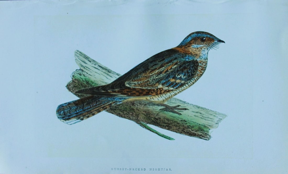 Charles Bree - Hand-coloured engraving of Russet-necked Nightjar 1866: This hand-coloured wood engraving is from the History of the Birds of Europe, not observed in the British Isles by Charles Robert Bree, FZS and published by Groombridge and Sons, London. 1866, first e