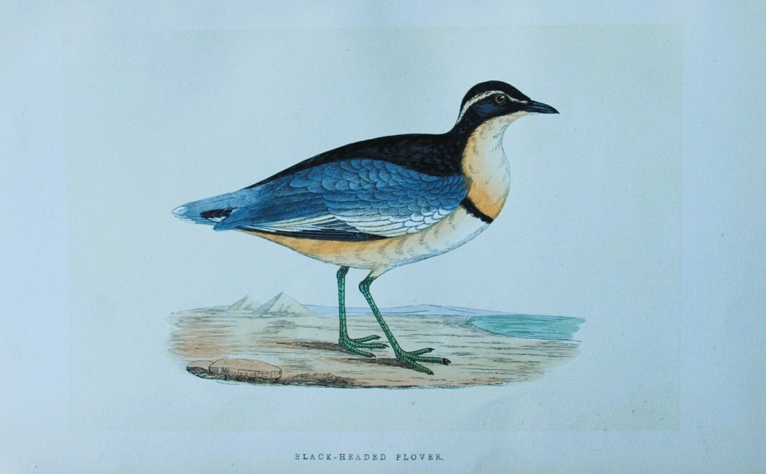 Charles Bree - Hand-coloured engraving of Black-headed Plover 1866: This hand-coloured wood engraving is from the History of the Birds of Europe, not observed in the British Isles by Charles Robert Bree, FZS and published by Groombridge and Sons, London. 1866, first e