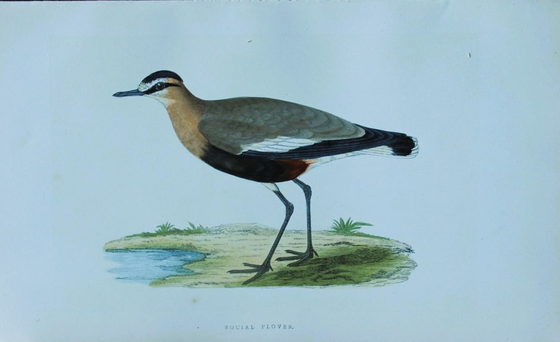 Charles Bree - Hand-coloured engraving of Social Plover 1866: This hand-coloured wood engraving is from the History of the Birds of Europe, not observed in the British Isles by Charles Robert Bree, FZS and published by Groombridge and Sons, London. 1866, first e
