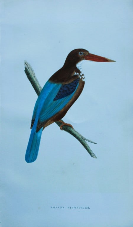 Charles Bree - Hand-coloured engraving of Smyrna Kingfisher 1866: This hand-coloured wood engraving is from the History of the Birds of Europe, not observed in the British Isles by Charles Robert Bree, FZS and published by Groombridge and Sons, London. 1866, first e