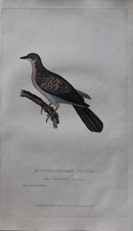Baron Cuvier - Spotted-necked Turtle Dove 1829: This antique engraving is from the English edition of The Animal Kingdom by Baron Georges Cuvier. Published by GB Whittaker & Co, London 1828-29.Artists who contributed to this work were Landseer, Sow