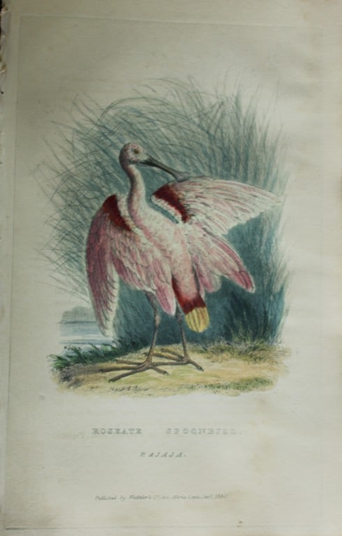 Baron Cuvier - Roseate Spoonbill 1829 (1 of 2)