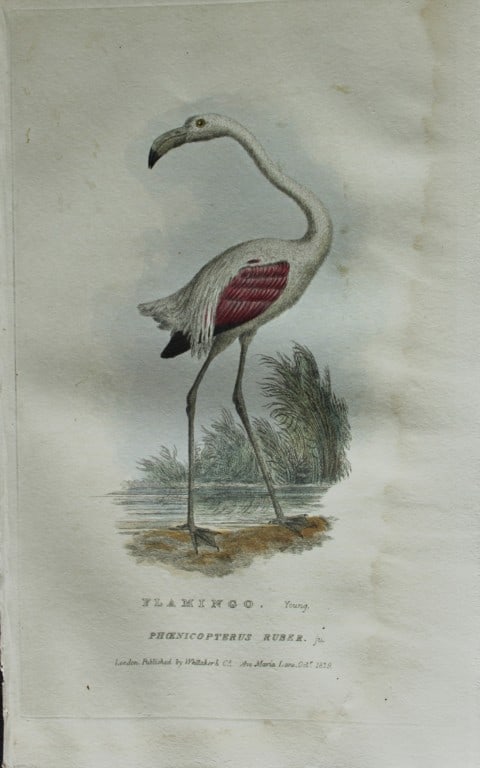 Baron Cuvier - Flamingo 1829: This antique engraving is from the English edition of The Animal Kingdom by Baron Georges Cuvier. Published by GB Whittaker & Co, London 1828-29.Artists who contributed to this work were Landseer, Sow