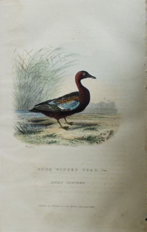 Baron Cuvier - Blue-winged Teal 1829: This antique engraving is from the English edition of The Animal Kingdom by Baron Georges Cuvier. Published by GB Whittaker & Co, London 1828-29.Artists who contributed to this work were Landseer, Sow