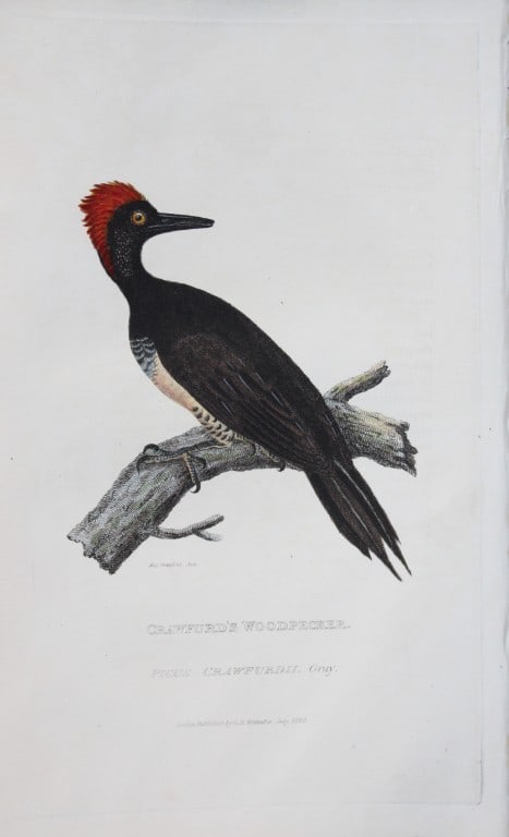 Baron Cuvier - Crawfurd's Woodpecker 1829: This antique engraving is from the English edition of The Animal Kingdom by Baron Georges Cuvier. Published by GB Whittaker & Co, London 1828-29.Artists who contributed to this work were Landseer, Sow