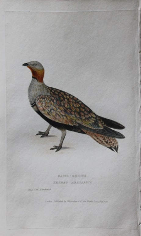 Baron Cuvier - Sand Grouse 1829: This antique engraving is from the English edition of The Animal Kingdom by Baron Georges Cuvier. Published by GB Whittaker & Co, London 1828-29.Artists who contributed to this work were Landseer, Sow
