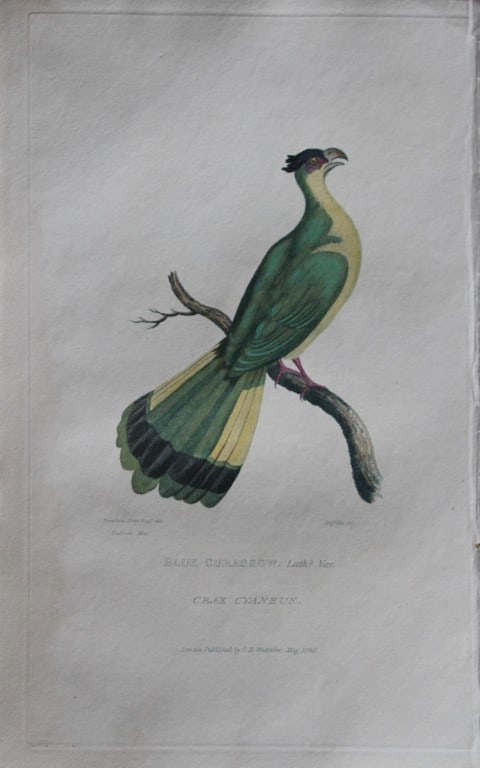 Baron Cuvier - Blue Curassow 1829: This antique engraving is from the English edition of The Animal Kingdom by Baron Georges Cuvier. Published by GB Whittaker & Co, London 1828-29.Artists who contributed to this work were Landseer, Sow