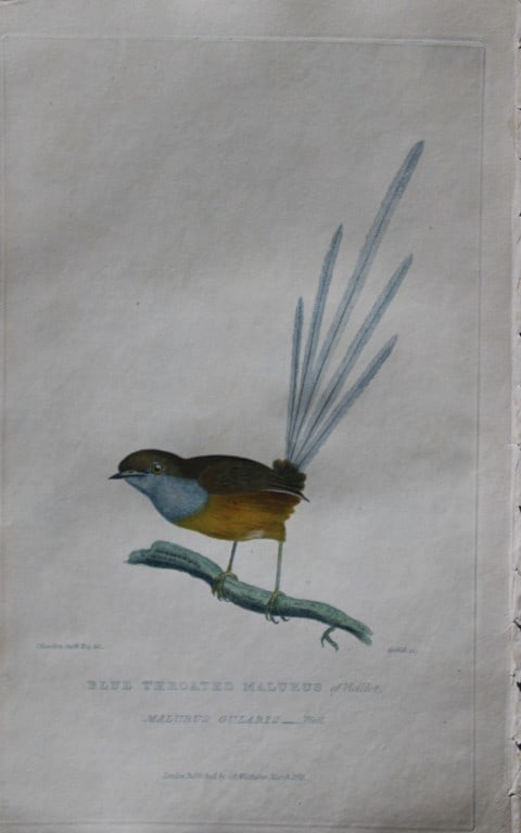 Baron Cuvier - Blue-throated Malurus 1829: This antique engraving is from the English edition of The Animal Kingdom by Baron Georges Cuvier. Published by GB Whittaker & Co, London 1828-29.Artists who contributed to this work were Landseer, Sow