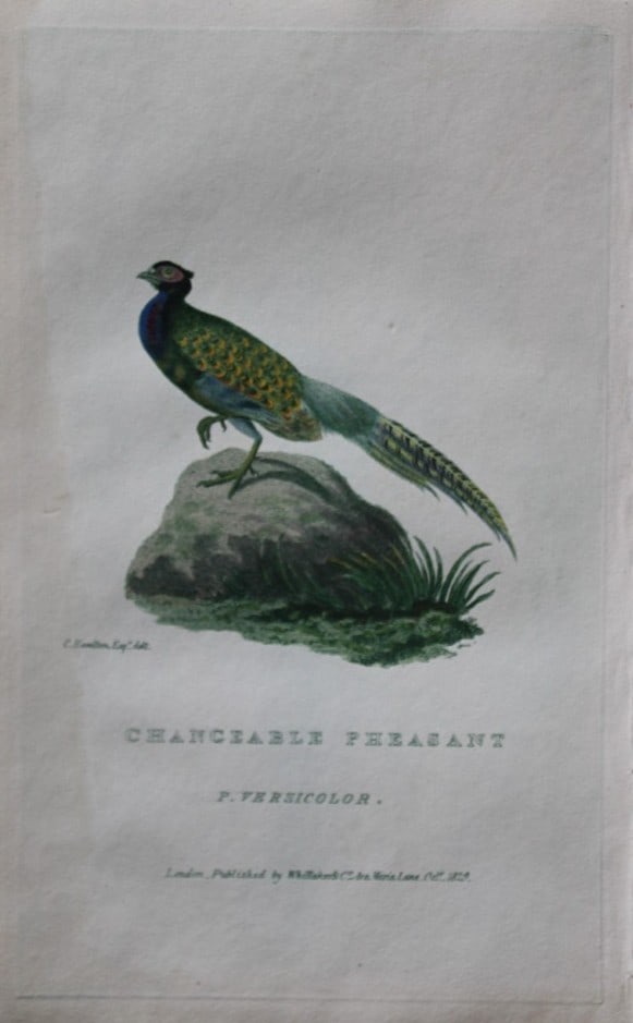 Baron Cuvier - Changeable Pheasant 1829: This antique engraving is from the English edition of The Animal Kingdom by Baron Georges Cuvier. Published by GB Whittaker & Co, London 1828-29.Artists who contributed to this work were Landseer, Sow