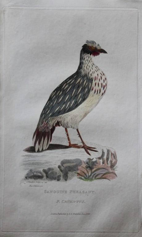 Baron Cuvier - Sanguine Pheasant 1829: This antique engraving is from the English edition of The Animal Kingdom by Baron Georges Cuvier. Published by GB Whittaker & Co, London 1828-29.Artists who contributed to this work were Landseer, Sow