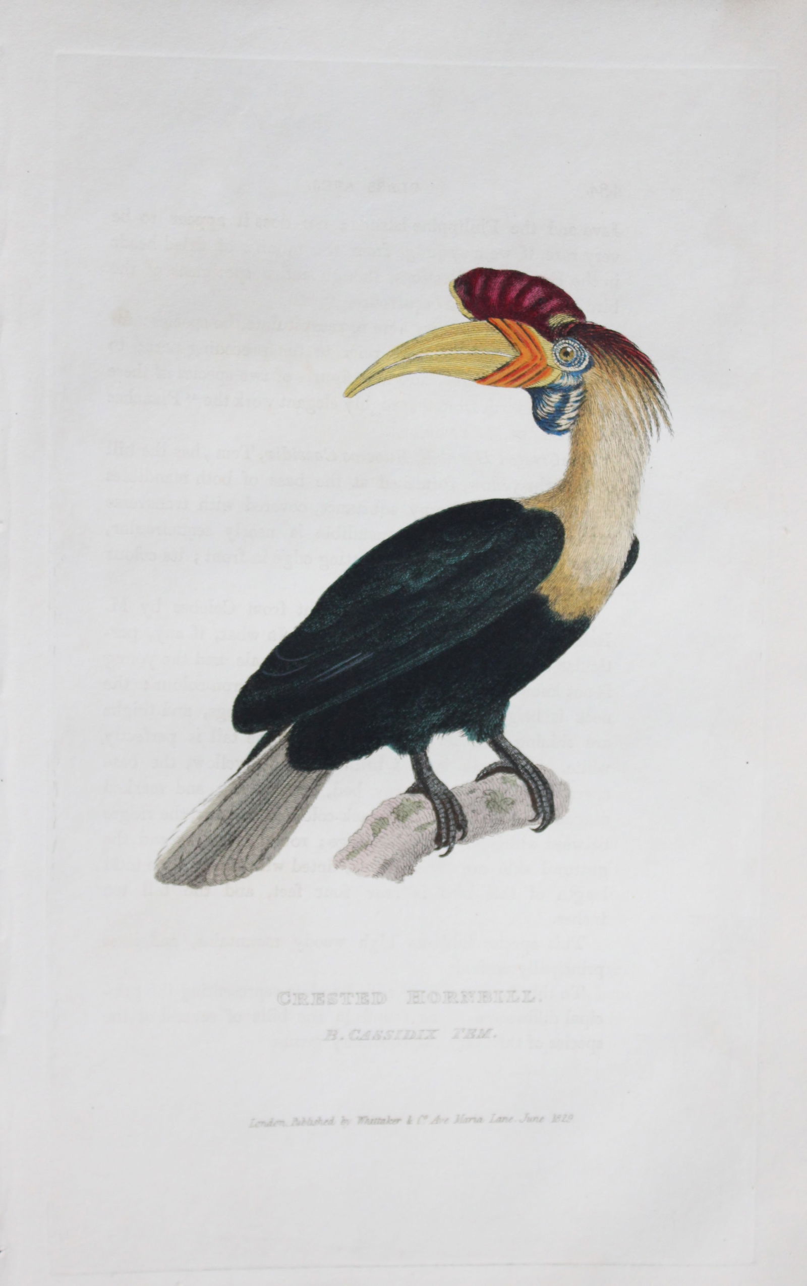 Baron Cuvier - Crested Hornbill 1829: This antique engraving is from the English edition of The Animal Kingdom by Baron Georges Cuvier. Published by GB Whittaker & Co, London 1828-29.Artists who contributed to this work were Landseer, Sow