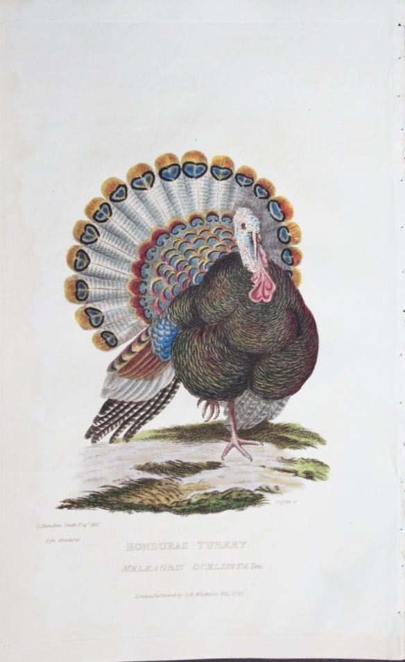 Baron Cuvier - Honduras Turkey 1829: This antique engraving is from the English edition of The Animal Kingdom by Baron Georges Cuvier. Published by GB Whittaker & Co, London 1828-29.Artists who contributed to this work were Landseer, Sow