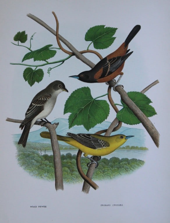 Thomas Gentry - Orchard Oriole and Wood Pewee by Edwin Sheppard 1882: This beautifully illustrated chromolithograph print is from the first edition of Nests and Eggs of Birds of The United States by Thomas Gentry, published by JA Wagenseller, Philadelphia 1882. Gentry w