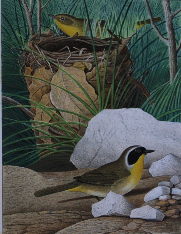 Thomas Gentry - Maryland Yellow-throat by Edwin Sheppard 1882: This beautifully illustrated chromolithograph print is from the first edition of Nests and Eggs of Birds of The United States by Thomas Gentry, published by JA Wagenseller, Philadelphia 1882. Gentry w
