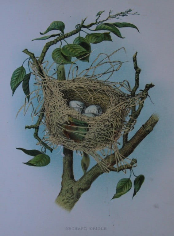 Thomas Gentry - Orchard Oriole nest and eggs by Edwin Sheppard 1882: This beautifully illustrated chromolithograph print is from the first edition of Nests and Eggs of Birds of The United States by Thomas Gentry, published by JA Wagenseller, Philadelphia 1882. Gentry w