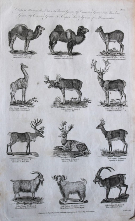 WH Hall - Engraving of Camels, Deer etc 1788 (1 of 1)