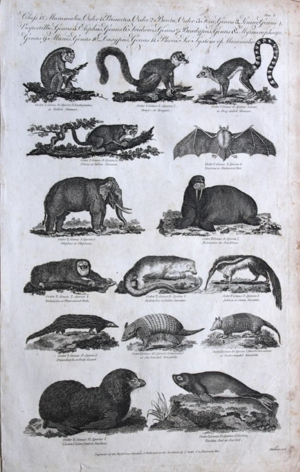 WH Hall - Engraving of Lemurs, Elephant, Walrus etc 1788 (1 of 1)