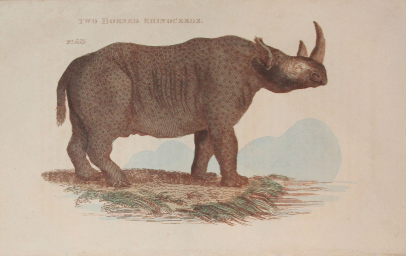 Brightly - Engraving of Two Horned Rhinoceros 1811: This copperplate engraving is from The Natural History of Quadrupeds, and Cetaceous Animals by various authors. Published by Brightly and Co, Bungay 1811.Size: 8in x 5in (20cm x 13cm)