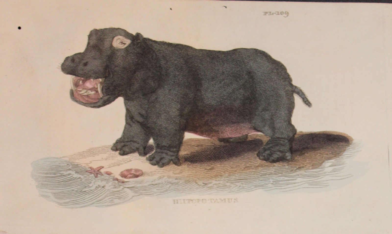 Brightly - Engraving of a Hippopotamus 1811: This copperplate engraving is from The Natural History of Quadrupeds, and Cetaceous Animals by various authors. Published by Brightly and Co, Bungay 1811.Size: 8in x 5in (20cm x 13cm)
