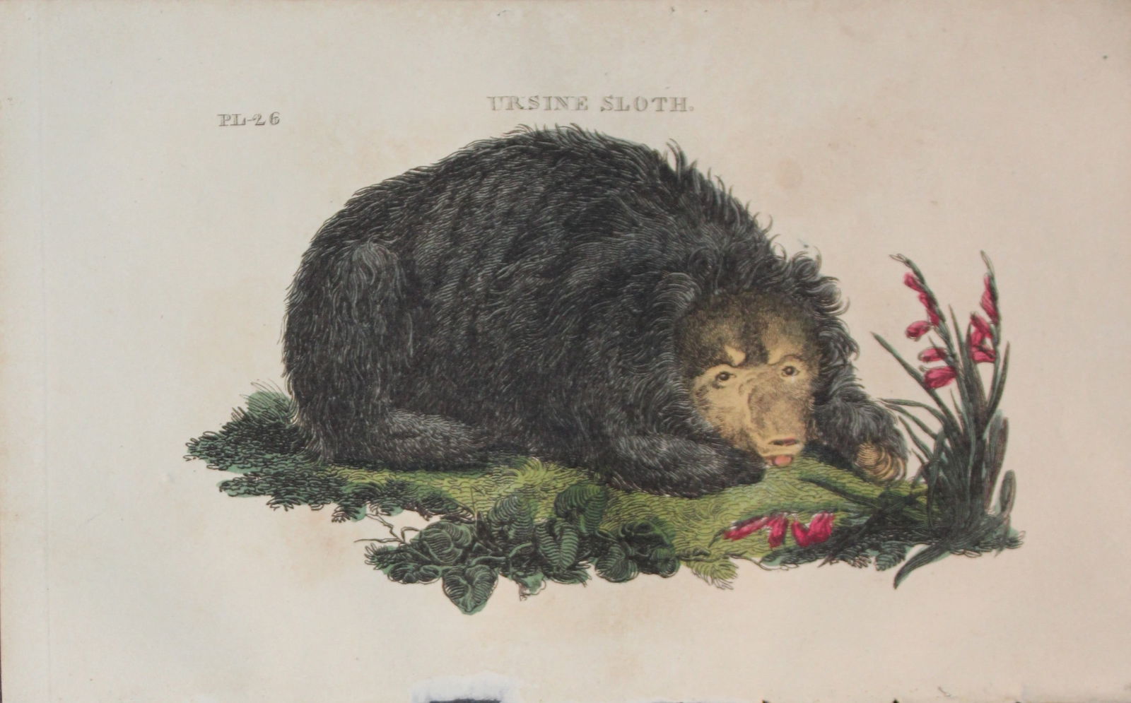 Brightly - Engraving by FP Nodder of an Ursine Sloth 1811: This copperplate engraving is from The Natural History of Quadrupeds, and Cetaceous Animals by various authors. Published by Brightly and Co, Bungay 1811.Size: 8in x 5in (20cm x 13cm)