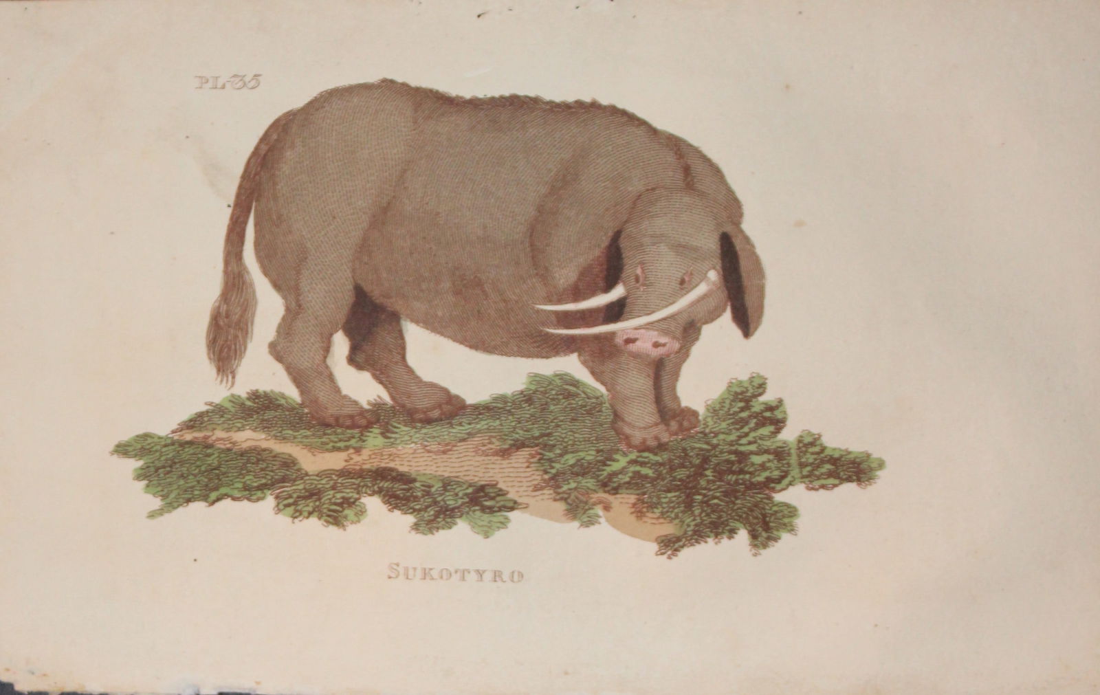 Brightly - Engraving of a Sukotyro 1811: This copperplate engraving is from The Natural History of Quadrupeds, and Cetaceous Animals by various authors. Published by Brightly and Co, Bungay 1811.Size: 8in x 5in (20cm x 13cm)