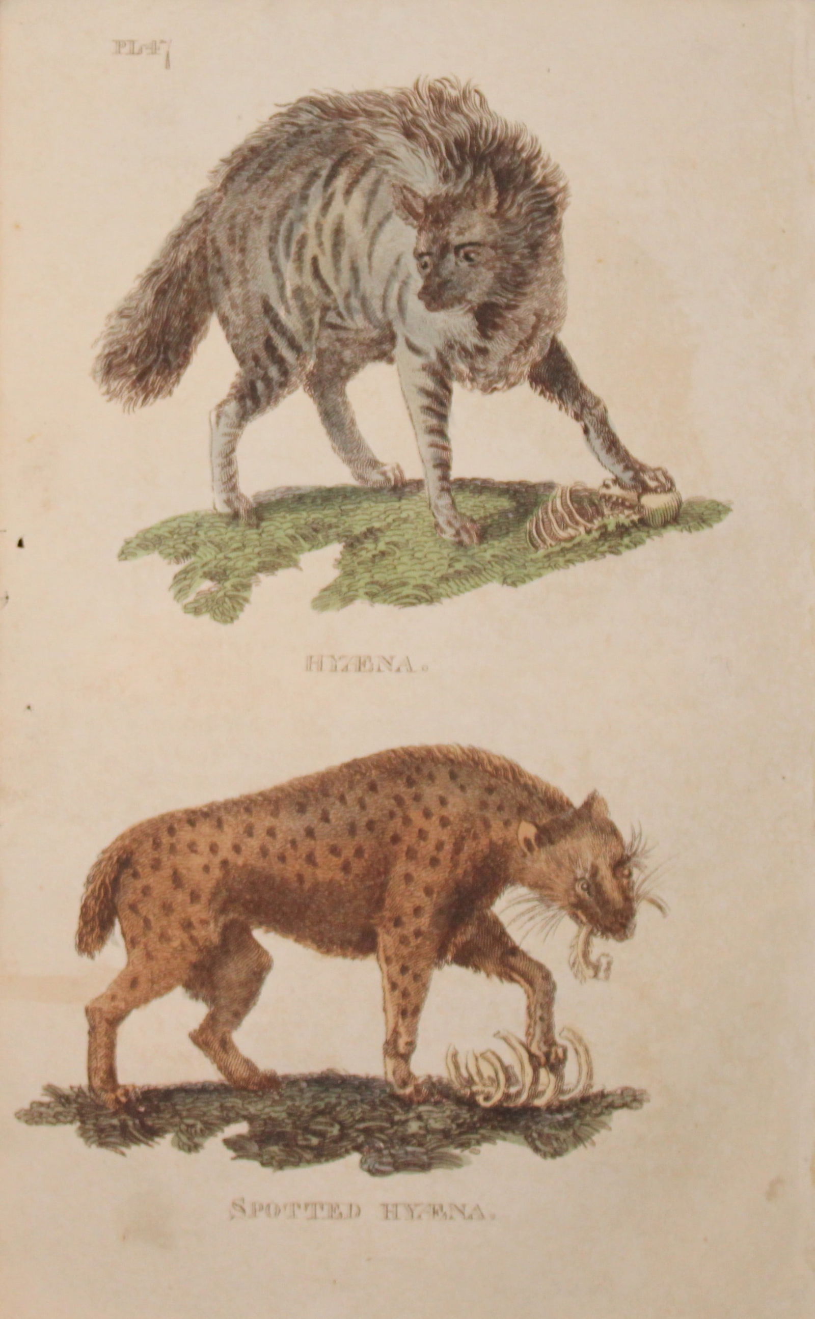Brightly - Engraving of a Spotted Hyena and a Hyena 1811 (1 of 1)