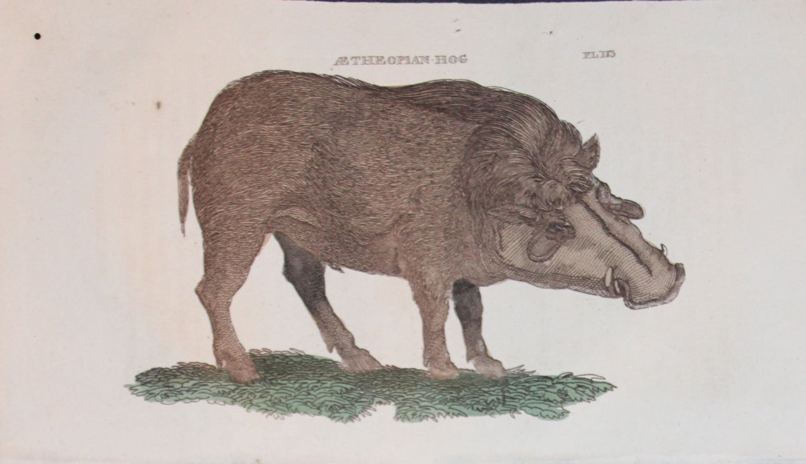 Brightly - Engraving of an Ethiopian Hog 1811: This copperplate engraving is from The Natural History of Quadrupeds, and Cetaceous Animals by various authors. Published by Brightly and Co, Bungay 1811.Size: 8in x 5in (20cm x 13cm)