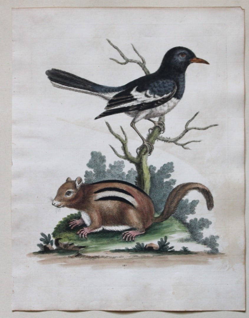George Edwards - Little Indian Pye & Squirrel 1751: This beautiful engraving is from George Edwards A History of Uncommon Birds and of Some other Rare and Undescribed Animals. London 1743-51. Size: 11.5in x 9in (29cm x 23cm)