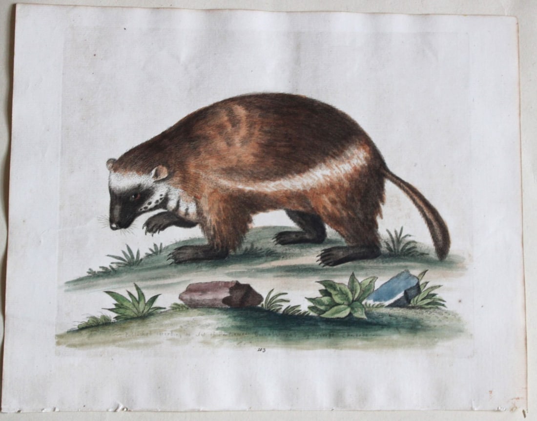 George Edwards - Quick-Hatch or Wolverine 1747: This beautiful engraving is from George Edwards A History of Uncommon Birds and of Some other Rare and Undescribed Animals. London 1743-51. Size: 11.5in x 9in (29cm x 23cm)
