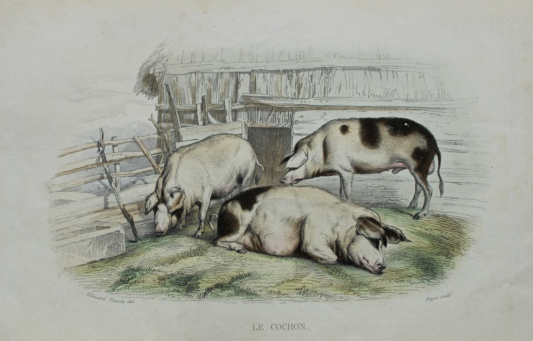 Buffon & Travies - Hand-coloured engraving of Pigs 1839: This original hand-coloured steel engraving is from The Complete Works of Buffon, with extracts from Daubenton, and the classification of Cuvier. Published by Furne et Cie, Paris 1839. The hand-colour