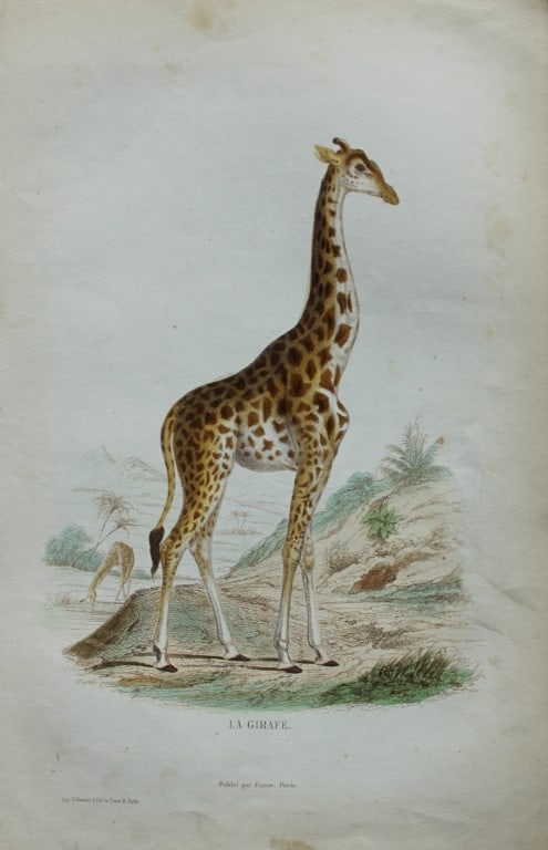 Buffon & JC Werner - Hand-coloured engraving of a Giraffe 1839: This original hand-coloured steel engraving is from The Complete Works of Buffon, with extracts from Daubenton, and the classification of Cuvier. Published by Furne et Cie, Paris 1839. The hand-colour