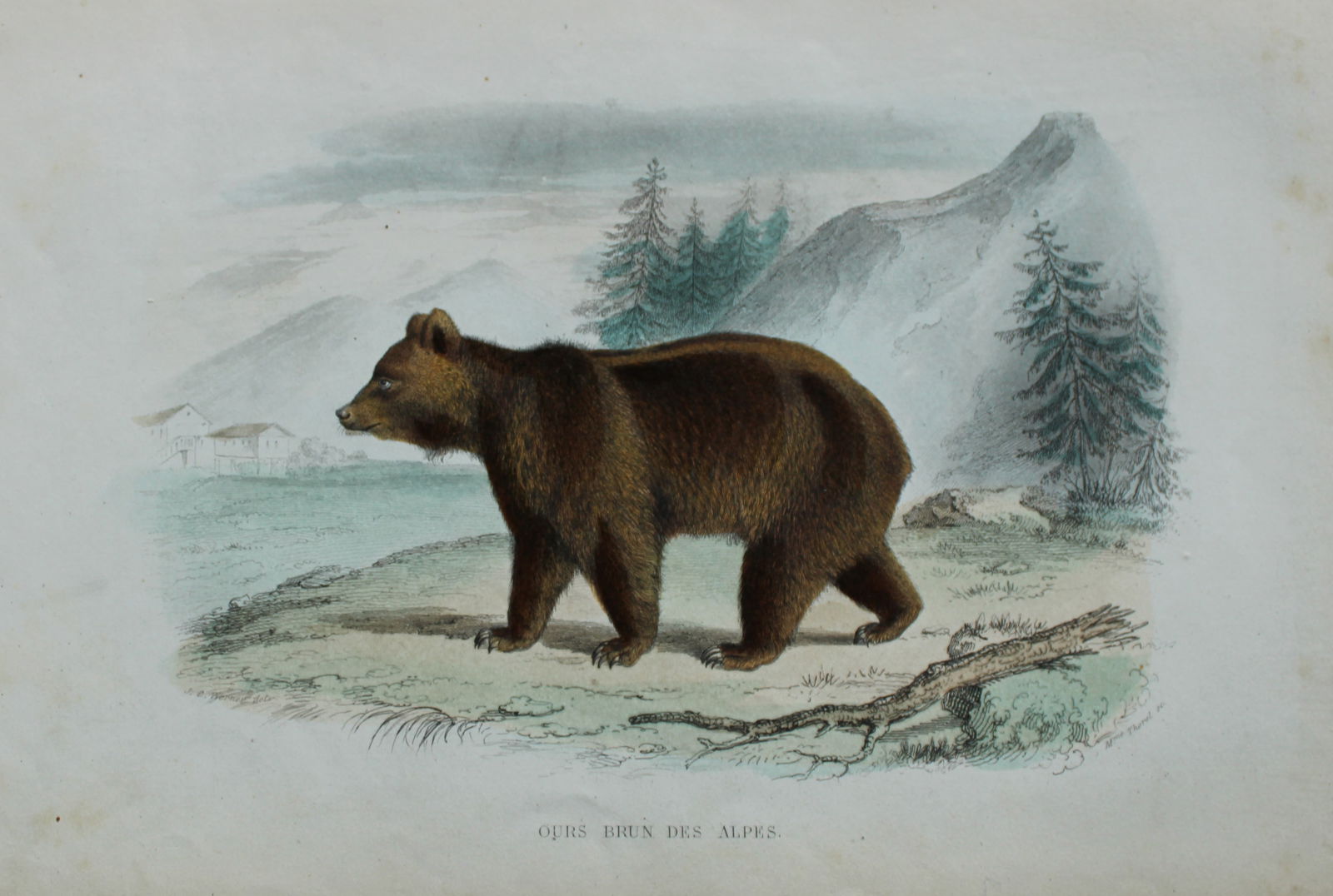 Buffon & JC Werner - Hand-coloured engraving of an Alpine Bear 1839: This original hand-coloured steel engraving is from The Complete Works of Buffon, with extracts from Daubenton, and the classification of Cuvier. Published by Furne et Cie, Paris 1839. The hand-colour