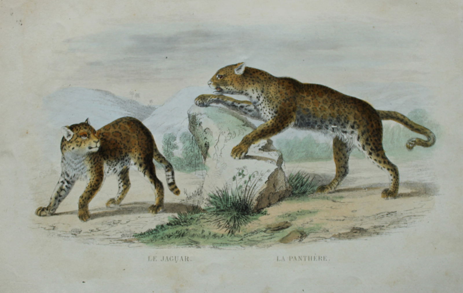 Buffon & JC Werner - Hand-coloured engraving of Panther and Jaguar 1839: This original hand-coloured steel engraving is from The Complete Works of Buffon, with extracts from Daubenton, and the classification of Cuvier. Published by Furne et Cie, Paris 1839. The hand-colour