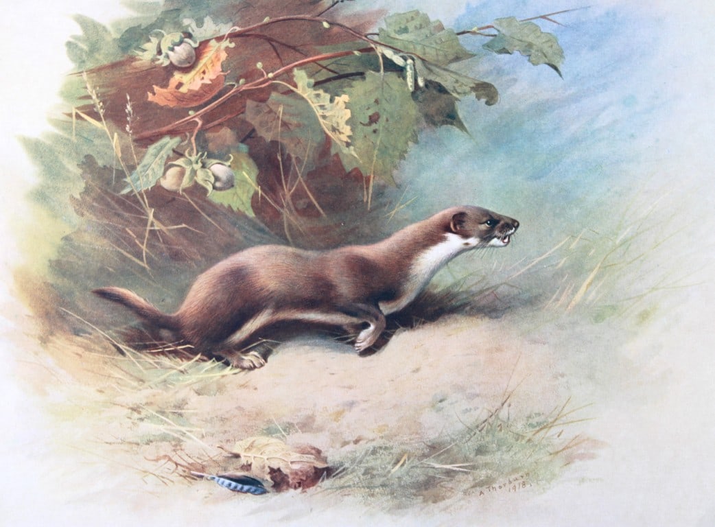 A Thorburn - Print of the Weasel 1920: This original antique print is from British Mammals by Archibald Thorburn. Published by Longmans, Green and Co. 39 Paternoster Row, London, 1920. This chromolithograph is after a painting by the Scott