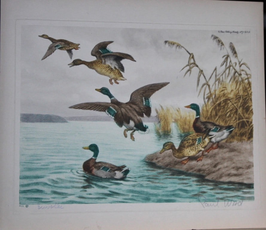 Paul Wood - 2 Etchings of Wild Ducks c1935 (1 of 2)