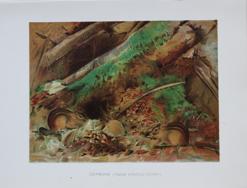 Charles Lang - Rare lithograph of a chipmunk 1903: This antique chromolithographic print by Charles Lang is from the Annual Report of the Commissioners of Fisheries, Game and Forests of the State of New York, published by J. B. Lyon Company, Albany, N