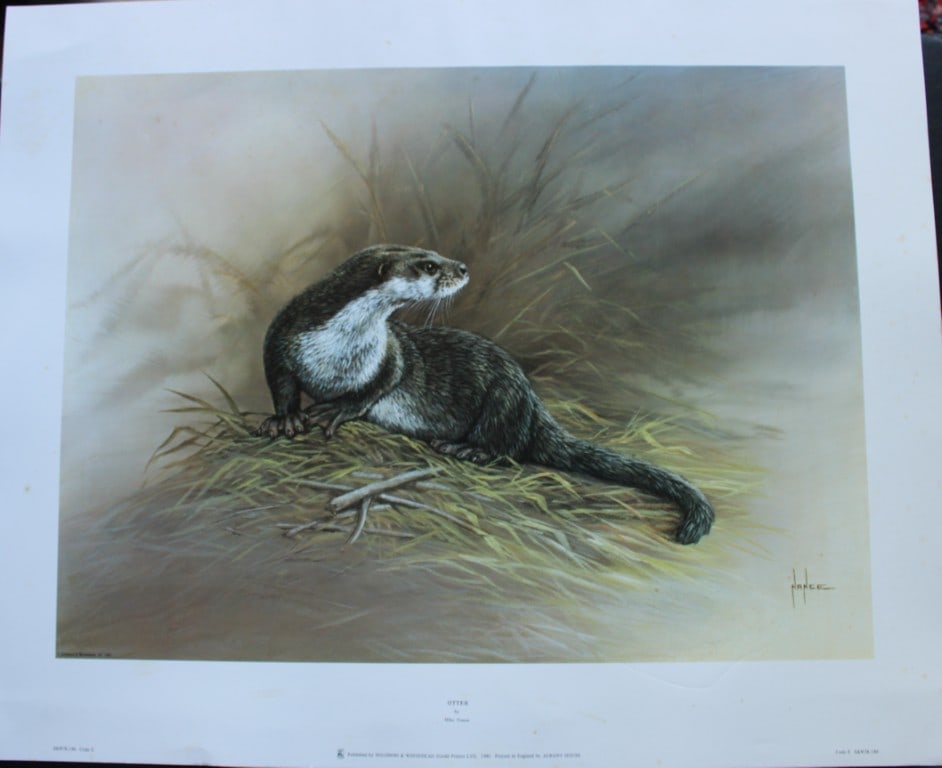 Mike Nance - Limited edition print of an Otter 1981: A highly professional work, full of charm and beautifully detailed. Published by Solomon and Whitehead 1981.Born in Cornwall, Mike is a self-taught artist with a natural ability to paint. Size: approx