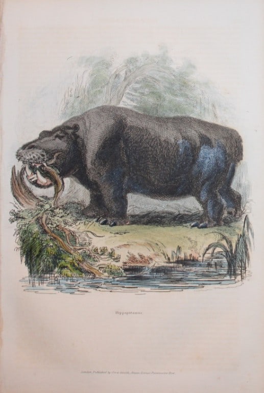 Charles Partington - Hand coloured engraving of a Hippo 1835 (1 of 1)