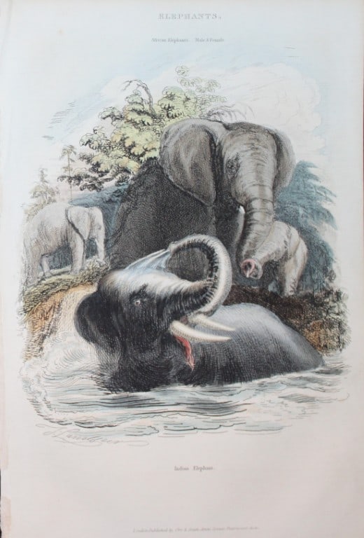 Charles Partington - Hand coloured engraving of Elephants 1835: This hand-coloured steel engraving is from The British Cyclop?dia of Natural History combining a scientific classification of animals, plants and minerals; with a popular view of their habits, economy