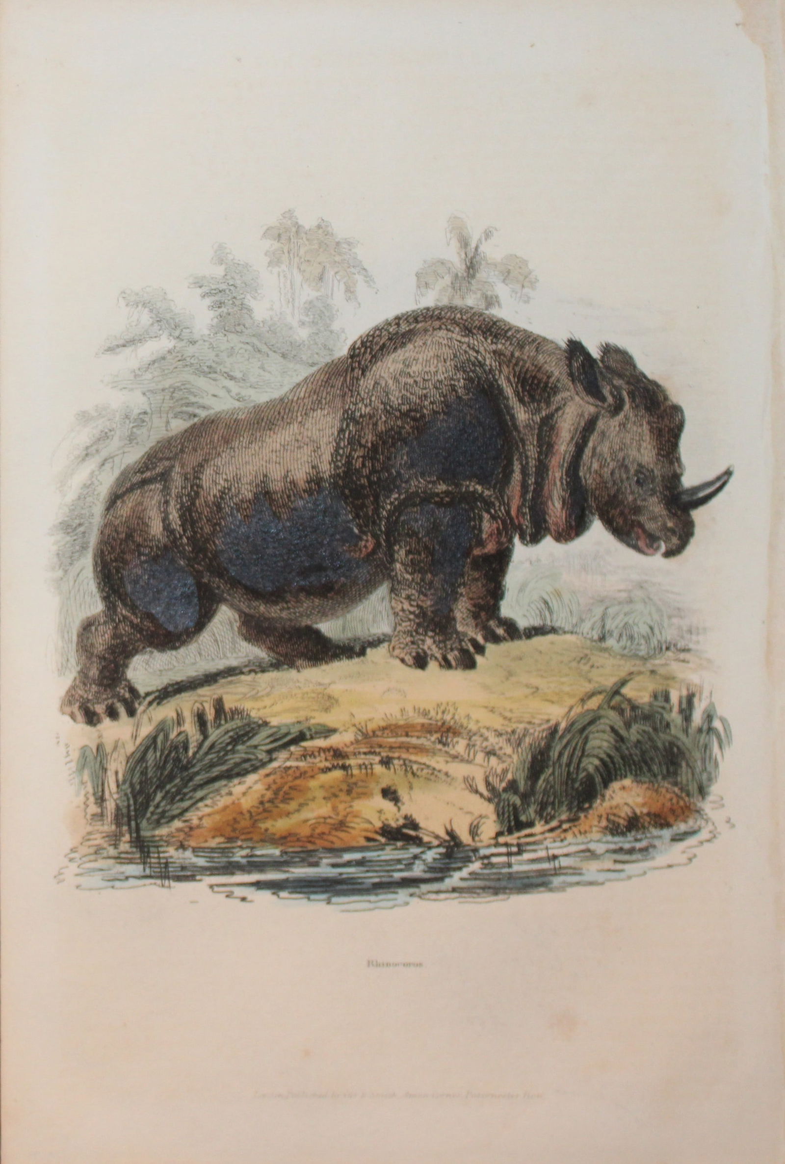 Charles Partington - Hand coloured engraving of a Rhinoceros 1835: This hand-coloured steel engraving is from The British Cyclop?dia of Natural History combining a scientific classification of animals, plants and minerals; with a popular view of their habits, economy
