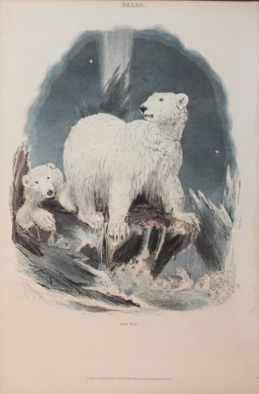 Charles Partington - Hand coloured engraving of Polar Bear 1835: This hand-coloured steel engraving is from The British Cyclop?dia of Natural History combining a scientific classification of animals, plants and minerals; with a popular view of their habits, economy