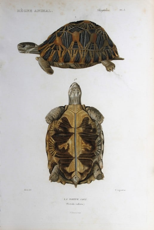 Cuvier - Engraving of the Radiated Tortoise or Land Turtle 1836 (1 of 1)