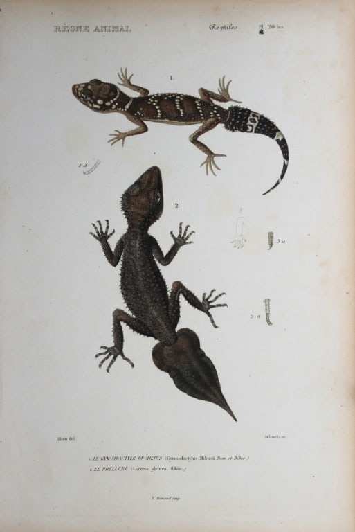 Cuvier - Engraving of Broad-tailed and Thick-tailed Geckos 1836 (1 of 1)
