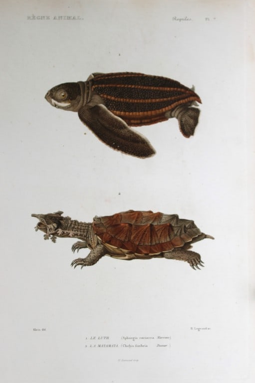 Cuvier - Engraving of  Leatherback Turtle and Fringed Tortoise 1836 (1 of 1)