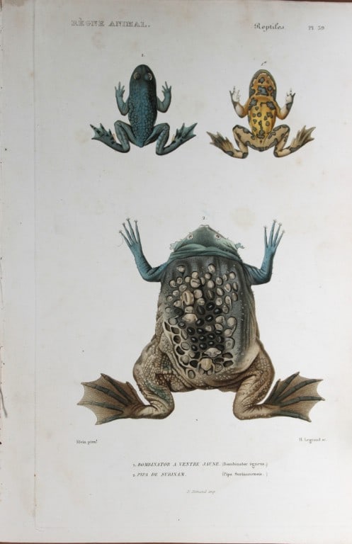 Cuvier - Engraving of Fire-bellied Toad and Surinam Frog 1836: This antique engraving is from Le Regne Animal (The Animal Kingdom) by Baron Georges Cuvier. Published by Fortin, Masson et Cie and printed by N Remond, Paris 1836.Artists who contributed to this volu