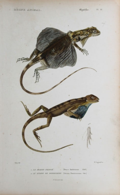 Cuvier - Engraving of Flying Dragon and Pondich?ry fan-throated lizard 1836 (1 of 1)