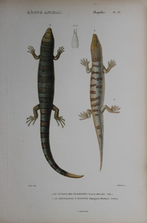 Cuvier - Engraving of Sandfish Skink and Houttuyn Diploglossus 1836: This antique engraving is from Le Regne Animal (The Animal Kingdom) by Baron Georges Cuvier. Published by Fortin, Masson et Cie and printed by N Remond, Paris 1836.Artists who contributed to this volu