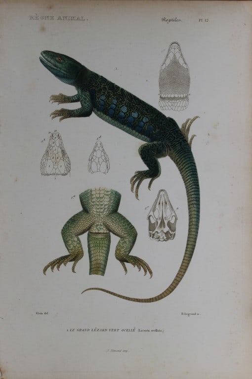 Cuvier - Engraving of Jewelled lizard 1836: This antique engraving is from Le Regne Animal (The Animal Kingdom) by Baron Georges Cuvier. Published by Fortin, Masson et Cie and printed by N Remond, Paris 1836.Artists who contributed to this volu