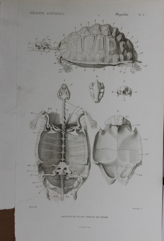 Cuvier - Engraving of Skeleton of a Land Turtle 1836: This antique engraving is from Le Regne Animal (The Animal Kingdom) by Baron Georges Cuvier. Published by Fortin, Masson et Cie and printed by N Remond, Paris 1836.Artists who contributed to this volu