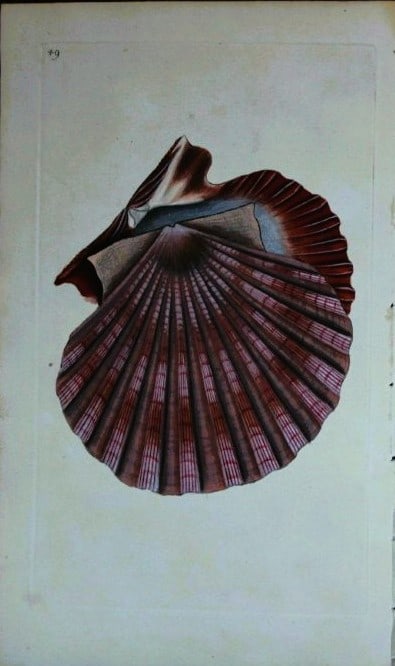 Edward Donovan - Hand-coloured engraving of shells 1800 (1 of 1)